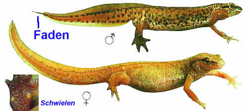 Fadenmolch